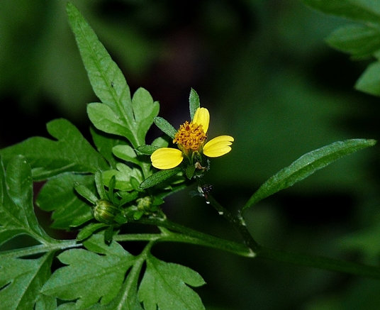 {Bidens bipinnata}